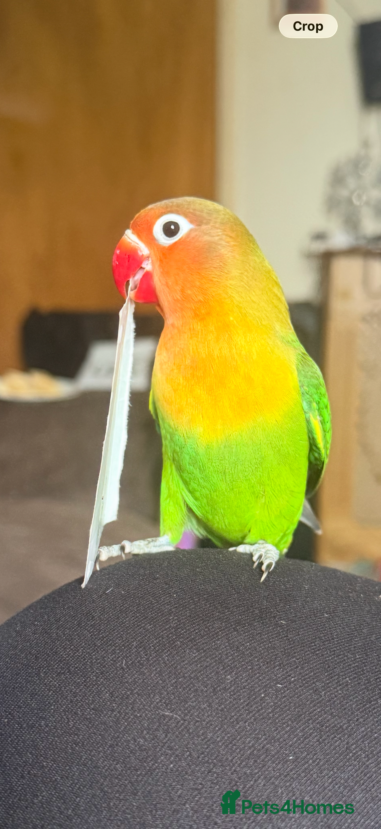 Lovebirds birds Handreared fischers baby lovebird - Advert 2