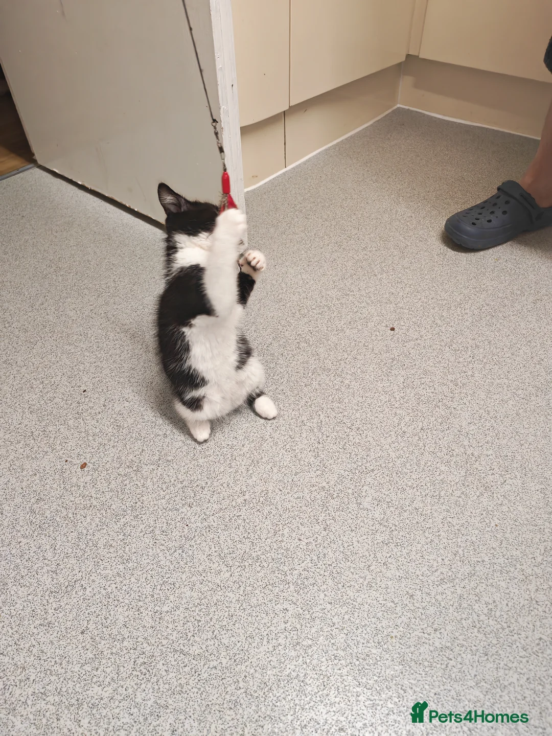 Mixed Breed cats for sale: Beautiful boy for sale  - Advert 6