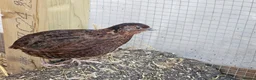 Quail poultry for sale: Coturnix Quail Hatching Eggs x12  - Advert 5