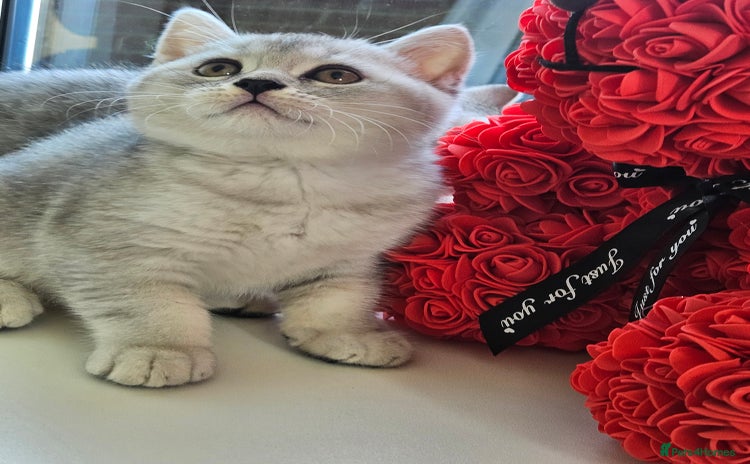 British Shorthair cats - Advert 2