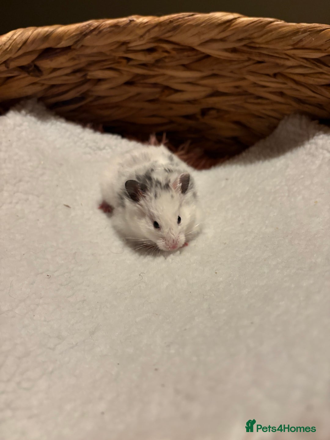 Hamster rodents for sale: Pedigree Syrian hamster waiting list🐹 - Advert 11