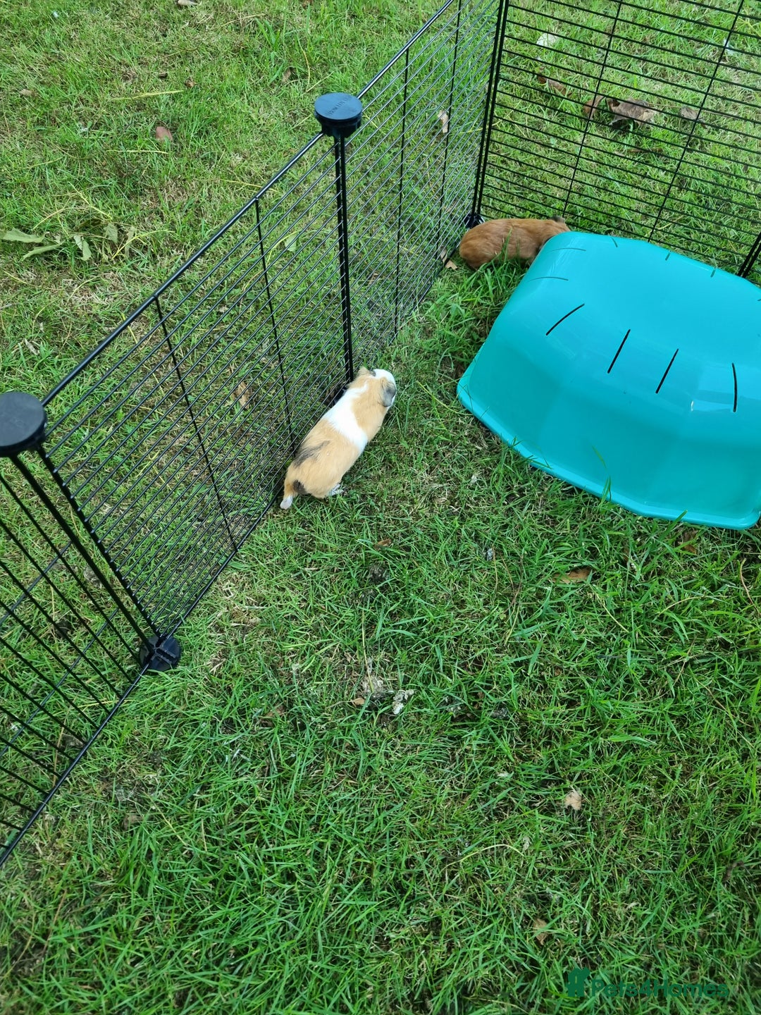 Guinea Pig rodents for sale: 2 female guinea pigs(RESERVED pending collection) - Image 2