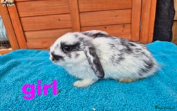 French Lop rabbits for sale: Gorgeous french lop babies  - Image 8