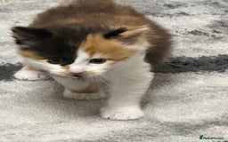 British Longhair cats for sale: 6 beautiful lovable friendly kittens - Image 23