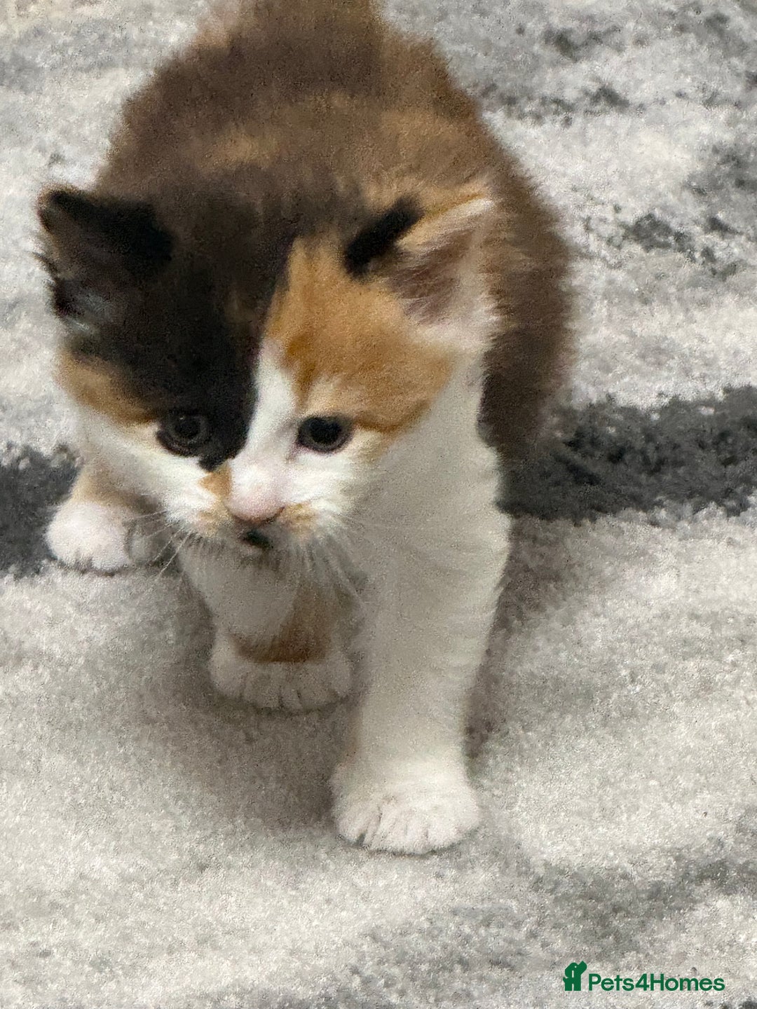 British Longhair cats for sale: 6 beautiful lovable friendly kittens - Image 23