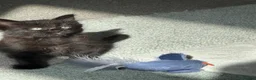 Mixed Breed cats for sale: Female ( Brown) and Male ( Grey) kittens for sale - Advert 3