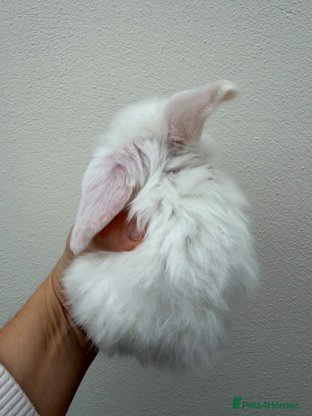 Mini Lop rabbits for sale: Purebred Minilops available to reserve - Advert 14