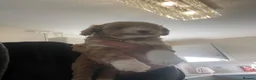 Schnoodle dogs for sale: Schnoodle puppies, 1 girl, 3 boys  in Bradford - Advert 5