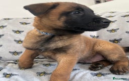 Belgian Shepherd Dog dogs for sale: Belgian Malinois puppies  - Image 2