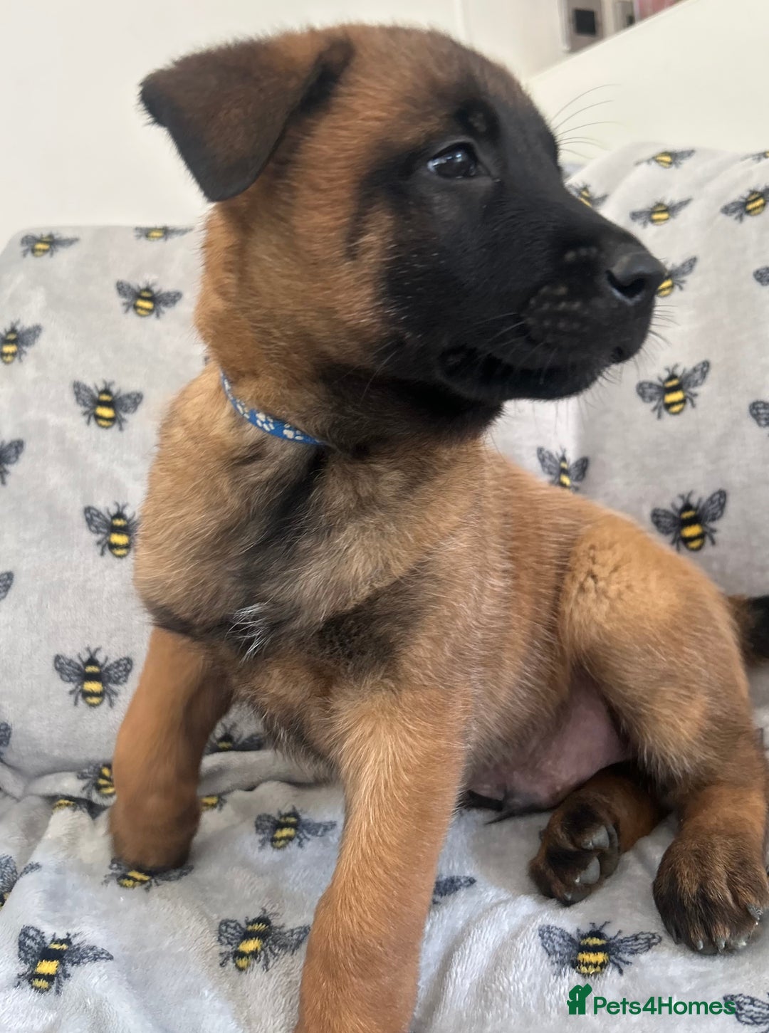 Belgian Shepherd Dog dogs for sale: Belgian Malinois puppies  - Image 2
