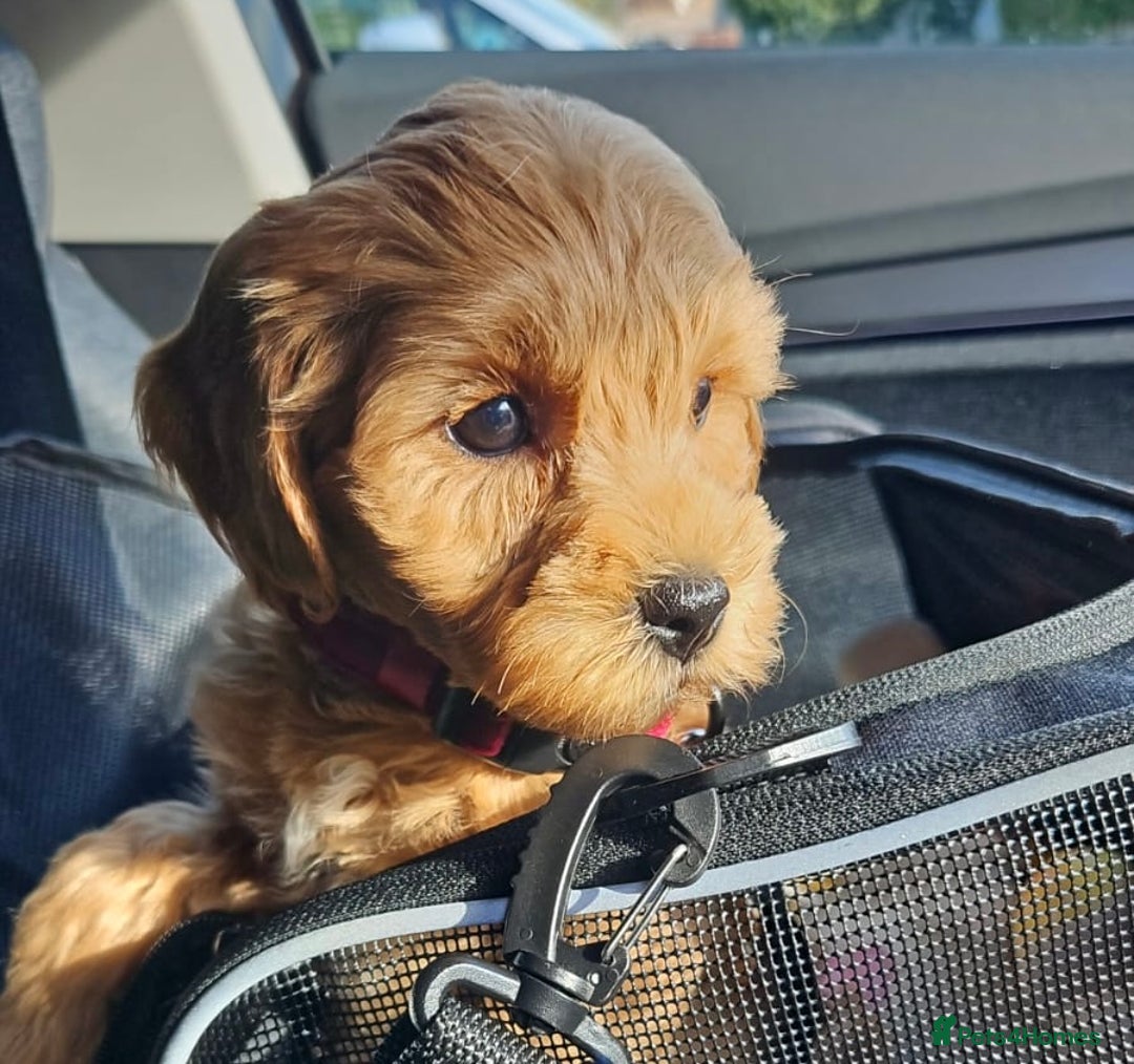 Cockapoo dogs for sale: Miniature F1B Cockapoo DNA Health Checked - Image 6