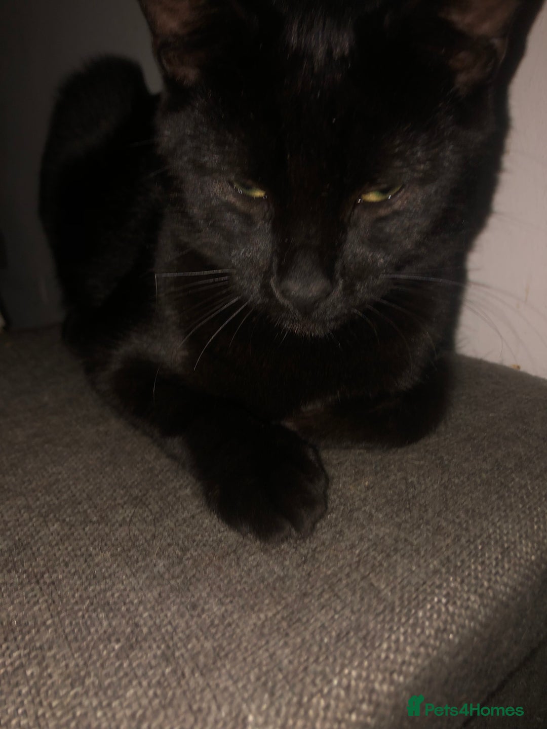 Domestic Shorthair cats for sale: 4 kittens 🐈‍⬛  - Advert 8