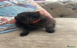 Ragdoll cats for sale: Ragdoll X beautiful balls of fluff  - Image 5