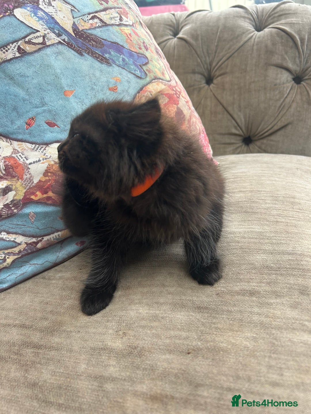 Ragdoll cats for sale: Ragdoll X beautiful balls of fluff  - Image 5
