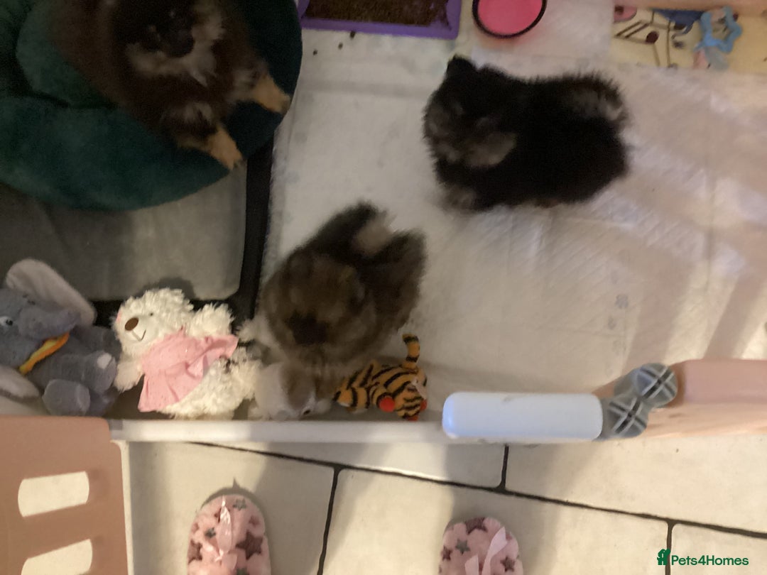 Pomeranian dogs for sale: Positivity thriving puppy 🤗 - Advert 3