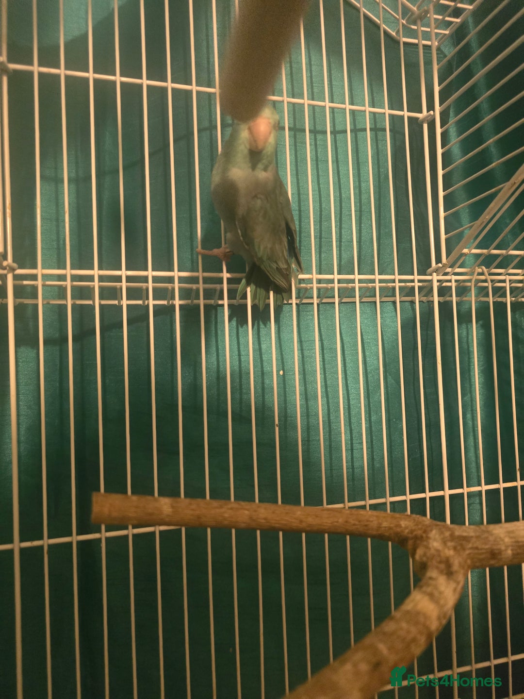 Parakeets birds for sale: Celestial parakeets  - Image 7