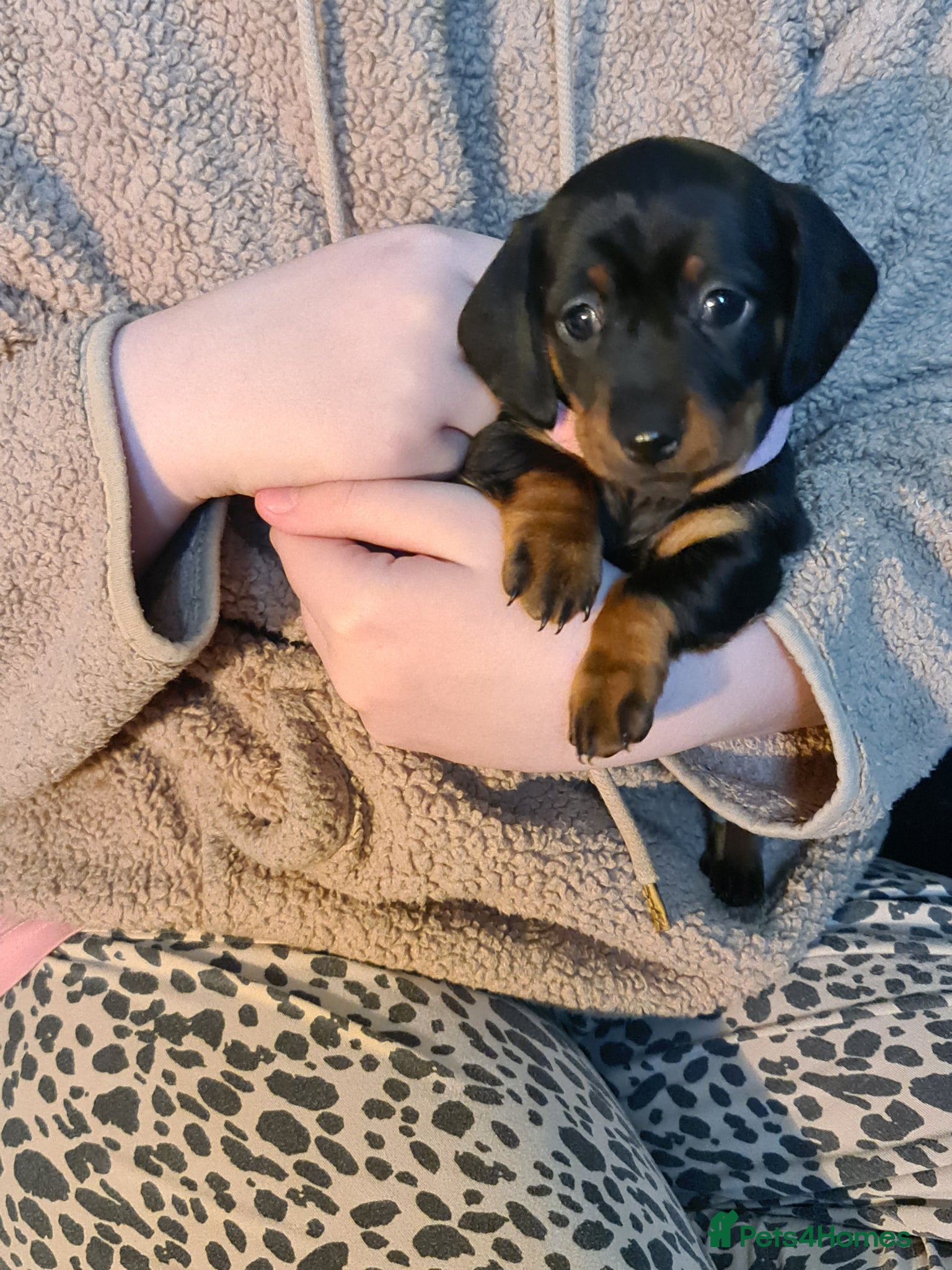 Miniature Dachshund dogs KC Registered Miniature Dachshund Puppies - Advert 16