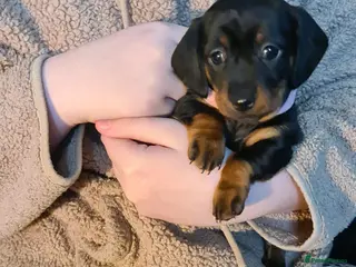 Miniature Dachshund dogs KC Registered Miniature Dachshund Puppies - Advert 6