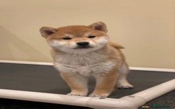 Japanese Shiba Inu dogs for sale: Beautiful Japanese Shiba Inu Puppies - Image 8