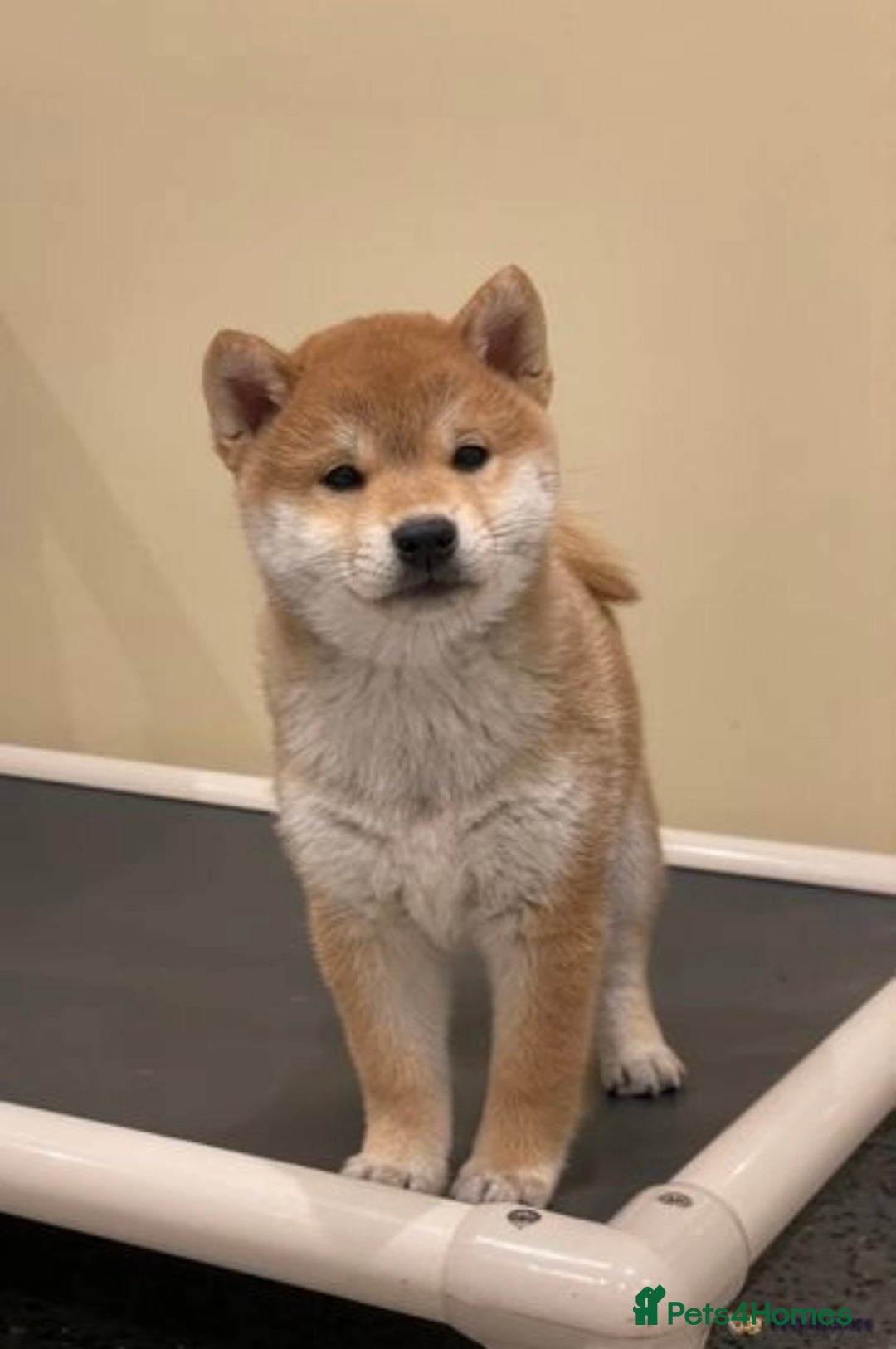 Japanese Shiba Inu dogs for sale: Beautiful Japanese Shiba Inu Puppies - Image 8