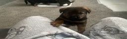 Mixed Breed dogs for sale: Rottweiler shepherd - Advert 2