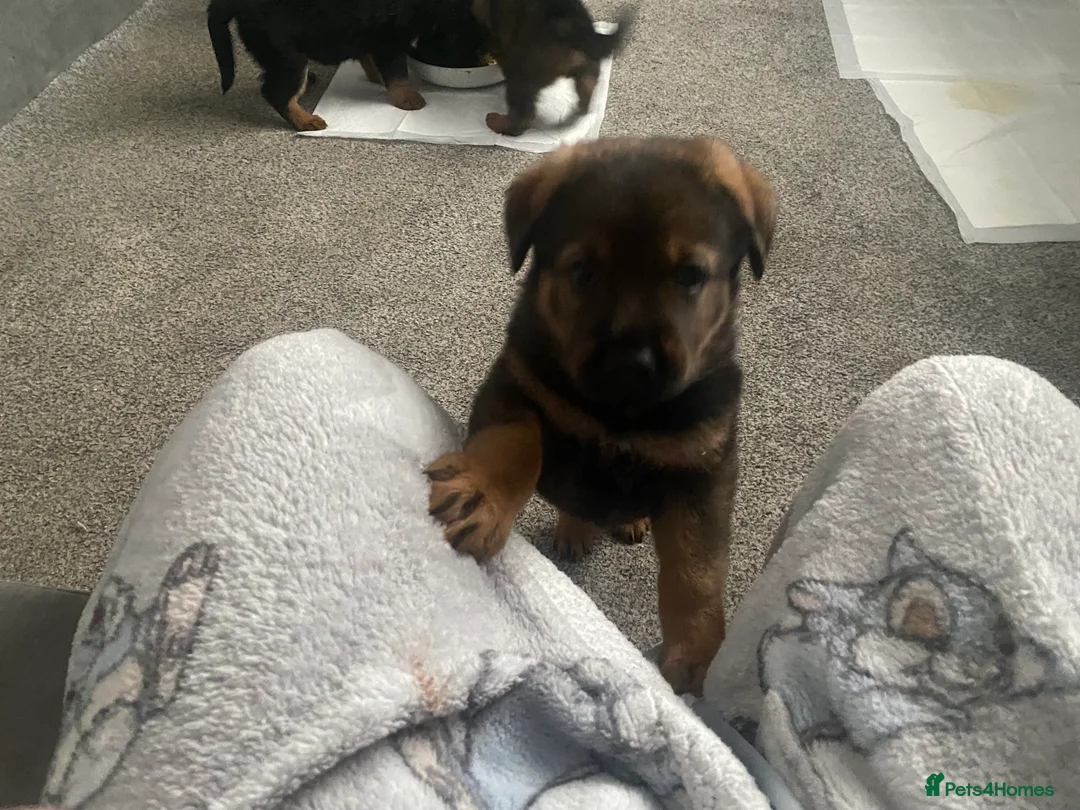 Mixed Breed dogs for sale: Rottweiler shepherd - Advert 2