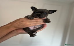 French Bulldog dogs for sale: KC Registered French Bulldogs  - Image 1