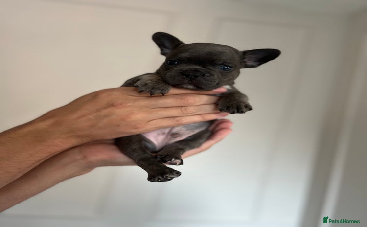 French Bulldog dogs - Advert 1