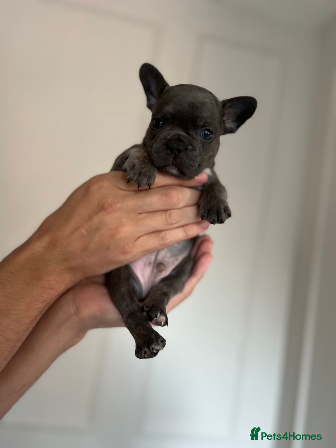 French Bulldog dogs for sale: KC Registered French Bulldogs  - Image 1