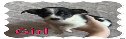 Chorkie dogs for sale: Tiny chorkie puppies  - Advert 7