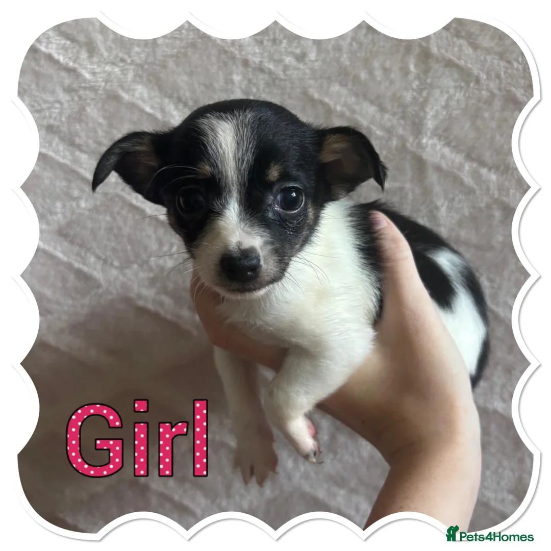 Chorkie dogs for sale: Tiny chorkie puppies  - Advert 7