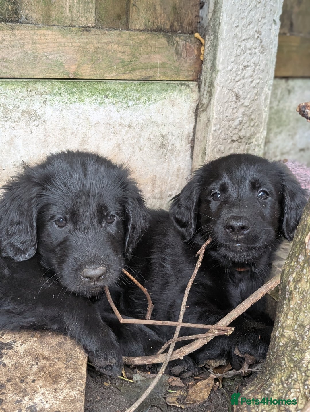 Flat coated Retriever dogs for sale: READY NOW Flat Coated Retriever Puppies - Image 12