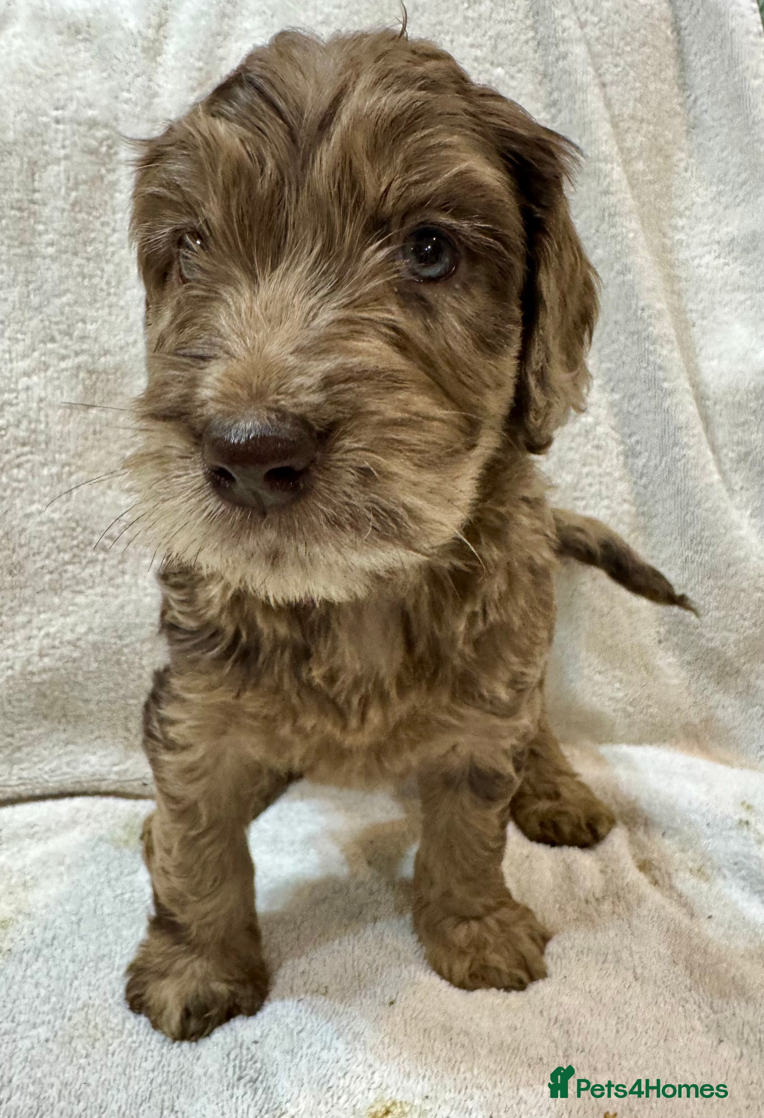 Cockapoo dogs F1 Standard Rare Parti, Solid and Merle Cockapoos - Advert 3