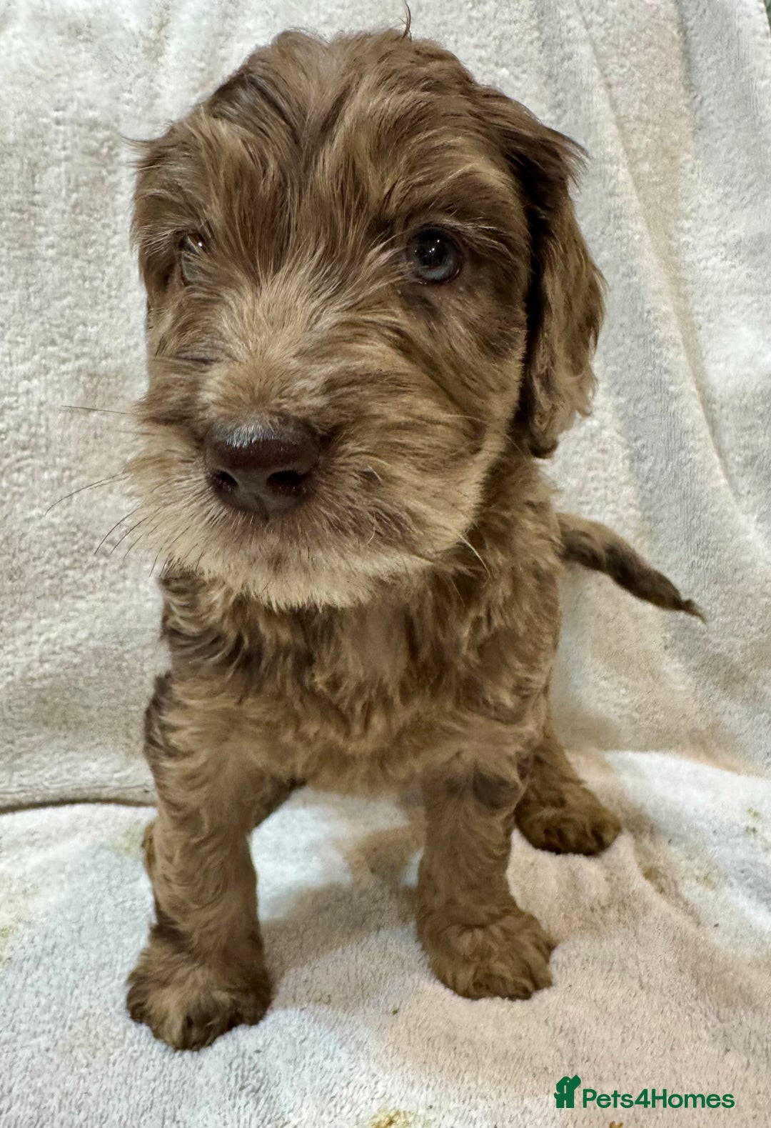 Cockapoo dogs for sale: F1 Standard Rare Parti, Solid and Merle Cockapoos - Advert 6