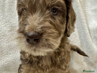 Cockapoo dogs F1 Standard Rare Parti, Solid and Merle Cockapoos - Advert 1