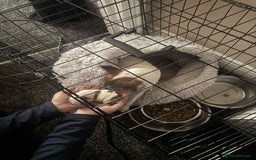 Jack Russell dogs for sale: Jack russle boy pup (cow looking) born 27th oct - Image 3