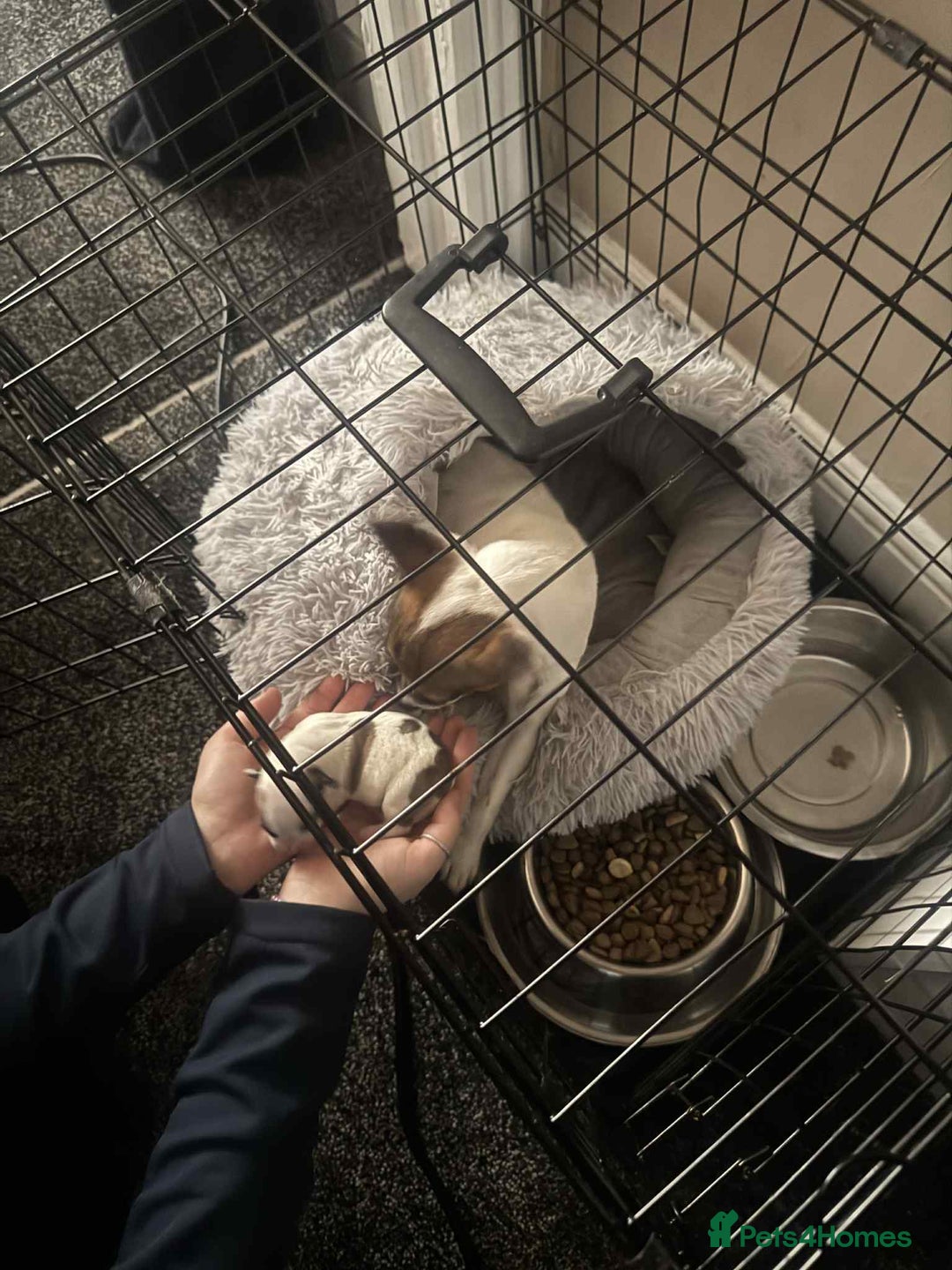 Jack Russell dogs for sale: Jack russle boy pup (cow looking) born 27th oct - Image 3