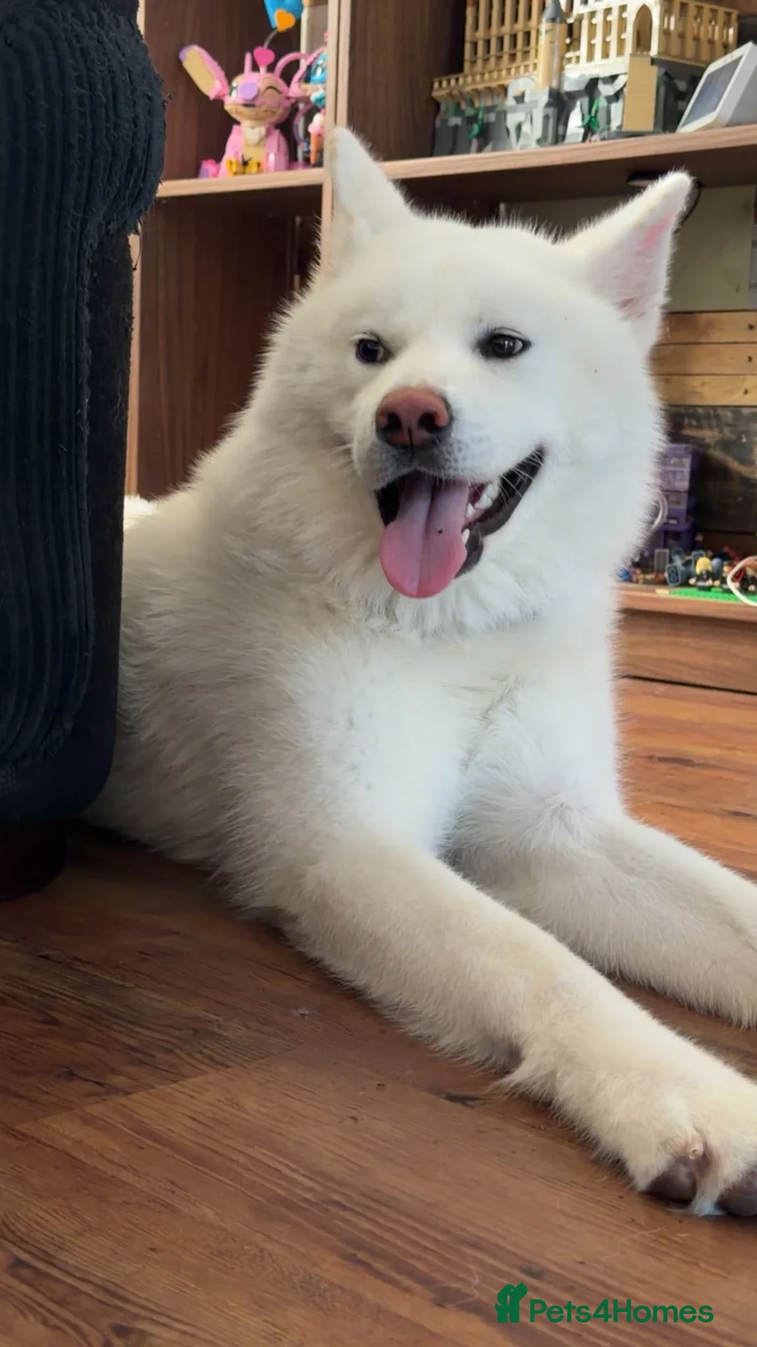 Japanese Akita Inu dogs for sale: Lando: 9 Month Old Japanese Akita - Advert 2