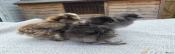 Chickens poultry for sale: USA Silkie Chicks - Advert 4