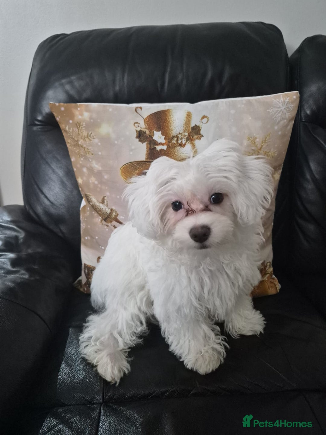 Maltese dogs for sale: Maltese boy - Advert 3