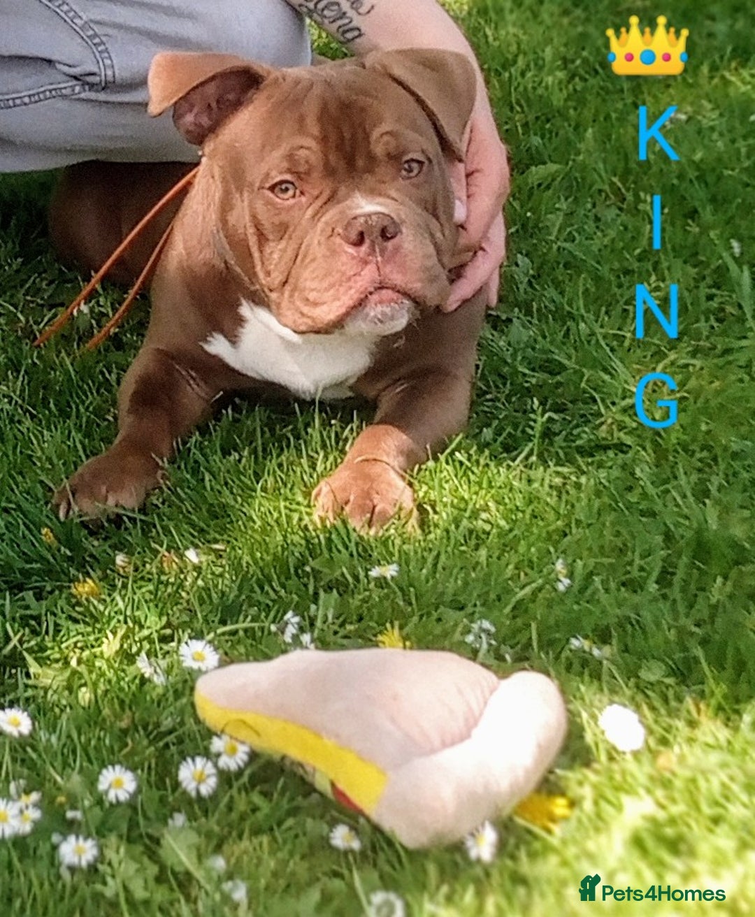 Mixed Breed dogs for sale: Year old micro exotic male - Advert 4