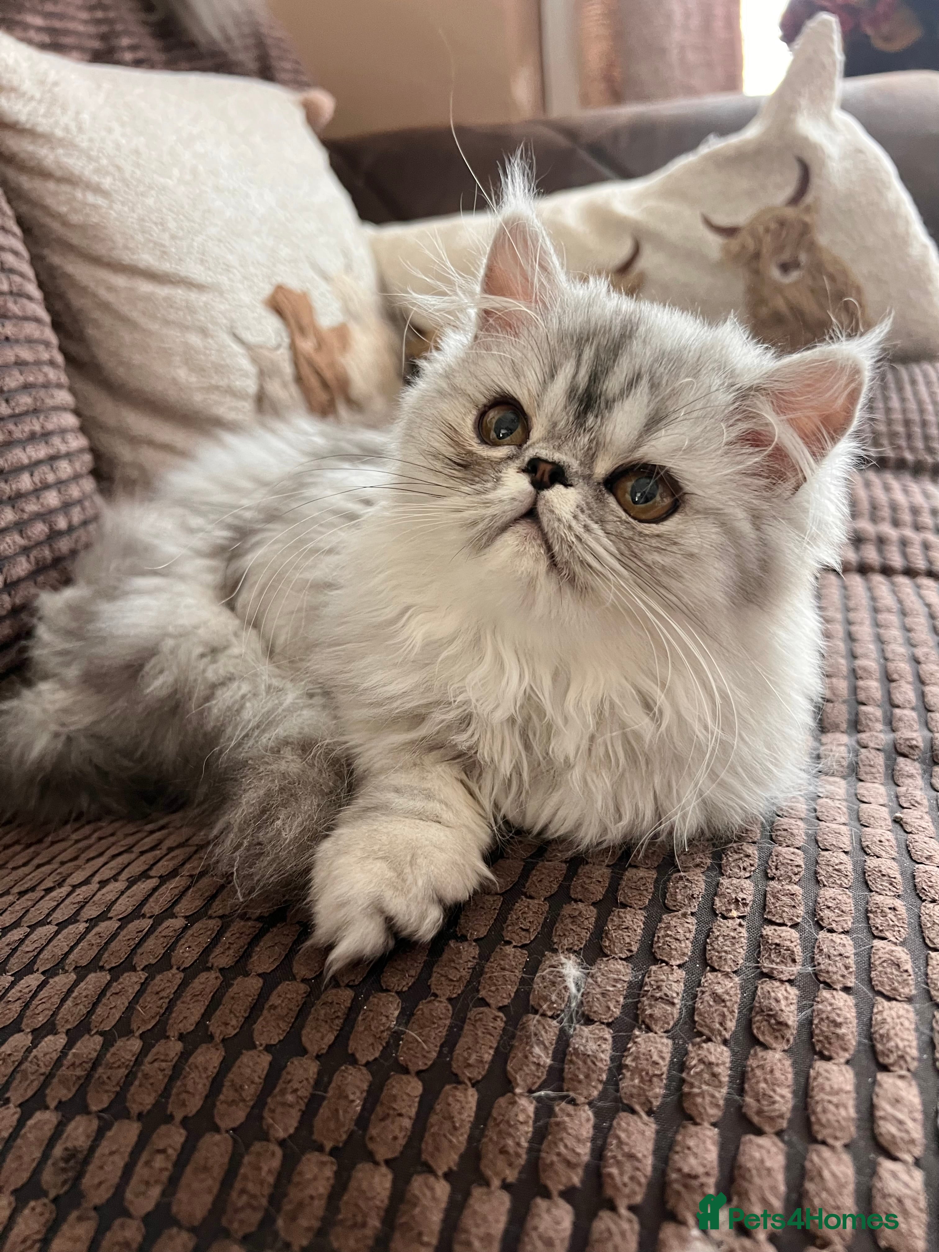 Persian cats 6 affectionate full Persian kittens ready now - Advert 2