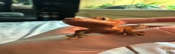 Gecko reptiles for sale: Crested geckos  - Advert 1
