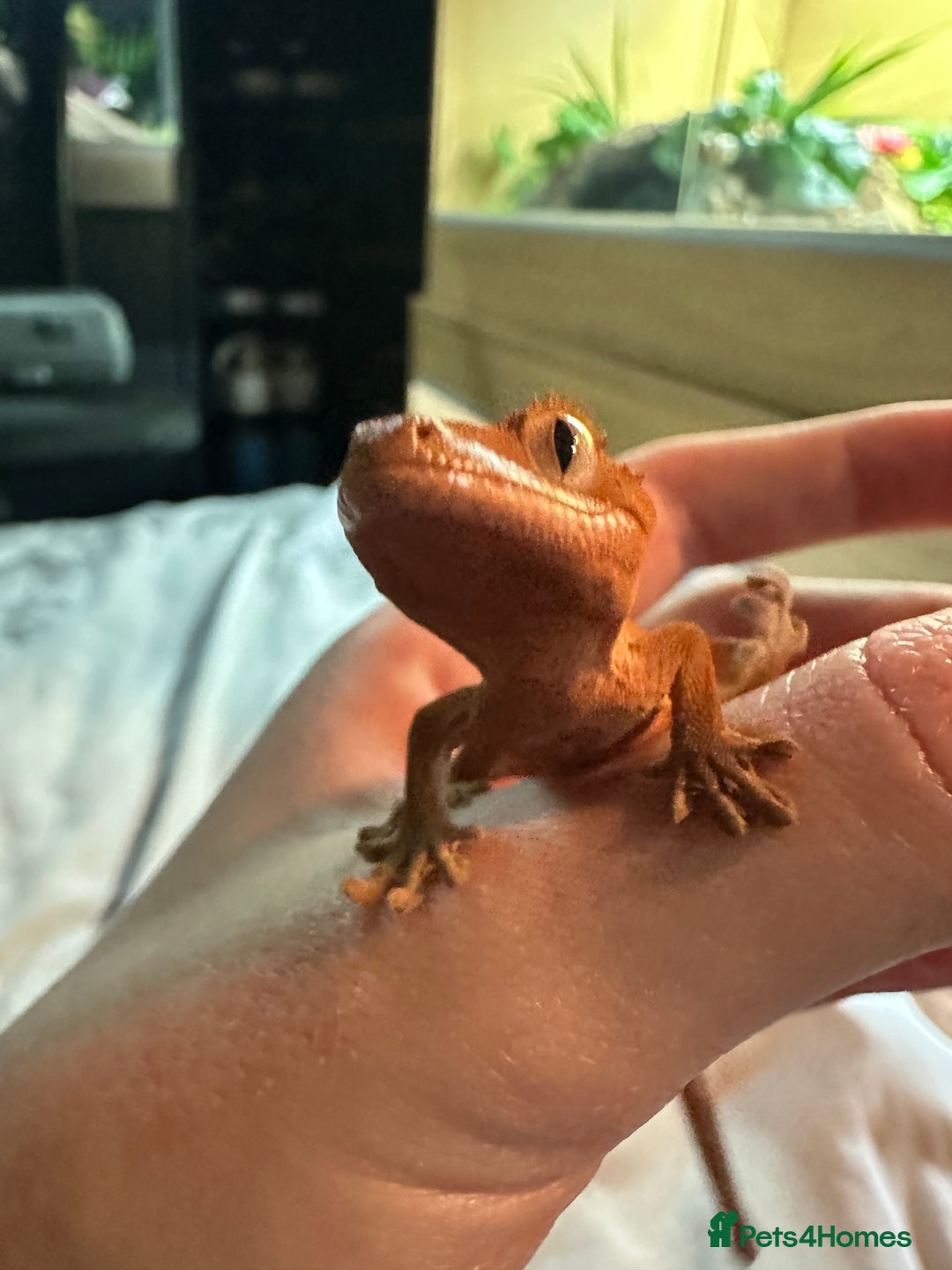 Gecko reptiles for sale: Crested geckos  - Advert 1