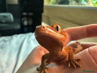 Gecko reptiles Crested geckos - Advert 1
