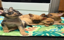 Mixed Breed dogs for sale: FrenchieXPomeranian  - Image 27