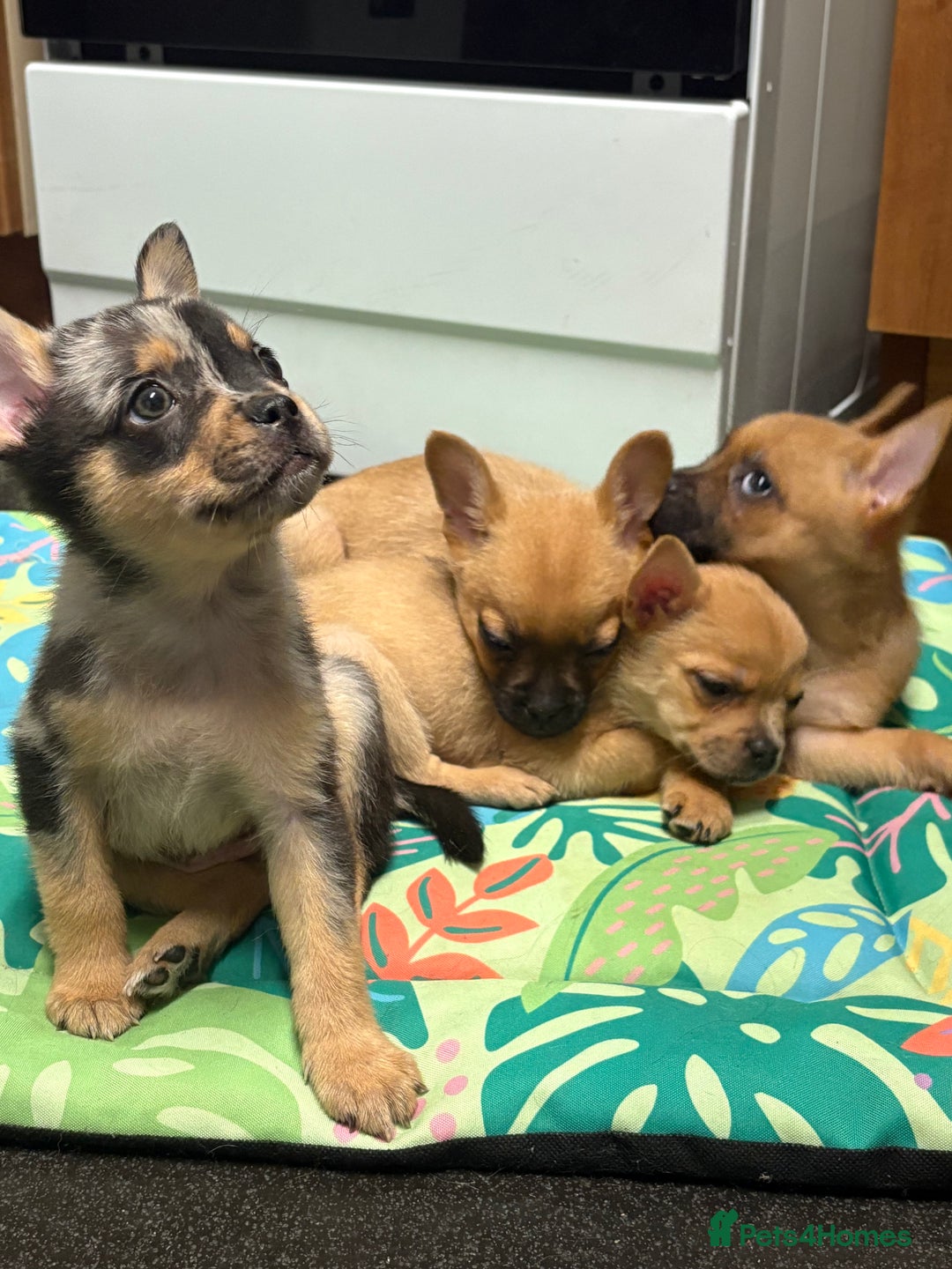 Mixed Breed dogs for sale: FrenchieXPomeranian  - Image 27