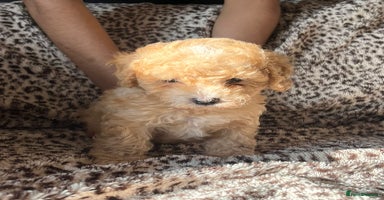 Maltipoo dogs - Advert 1