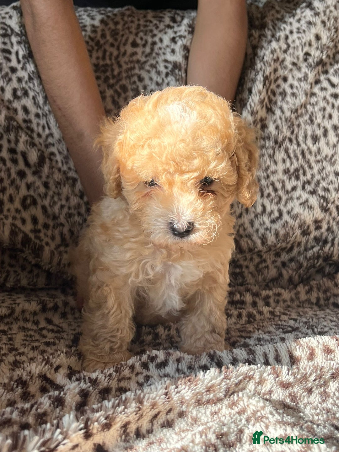 Maltipoo dogs for sale: 2 beautiful playful & lovely Maltipoo boys  - Image 2