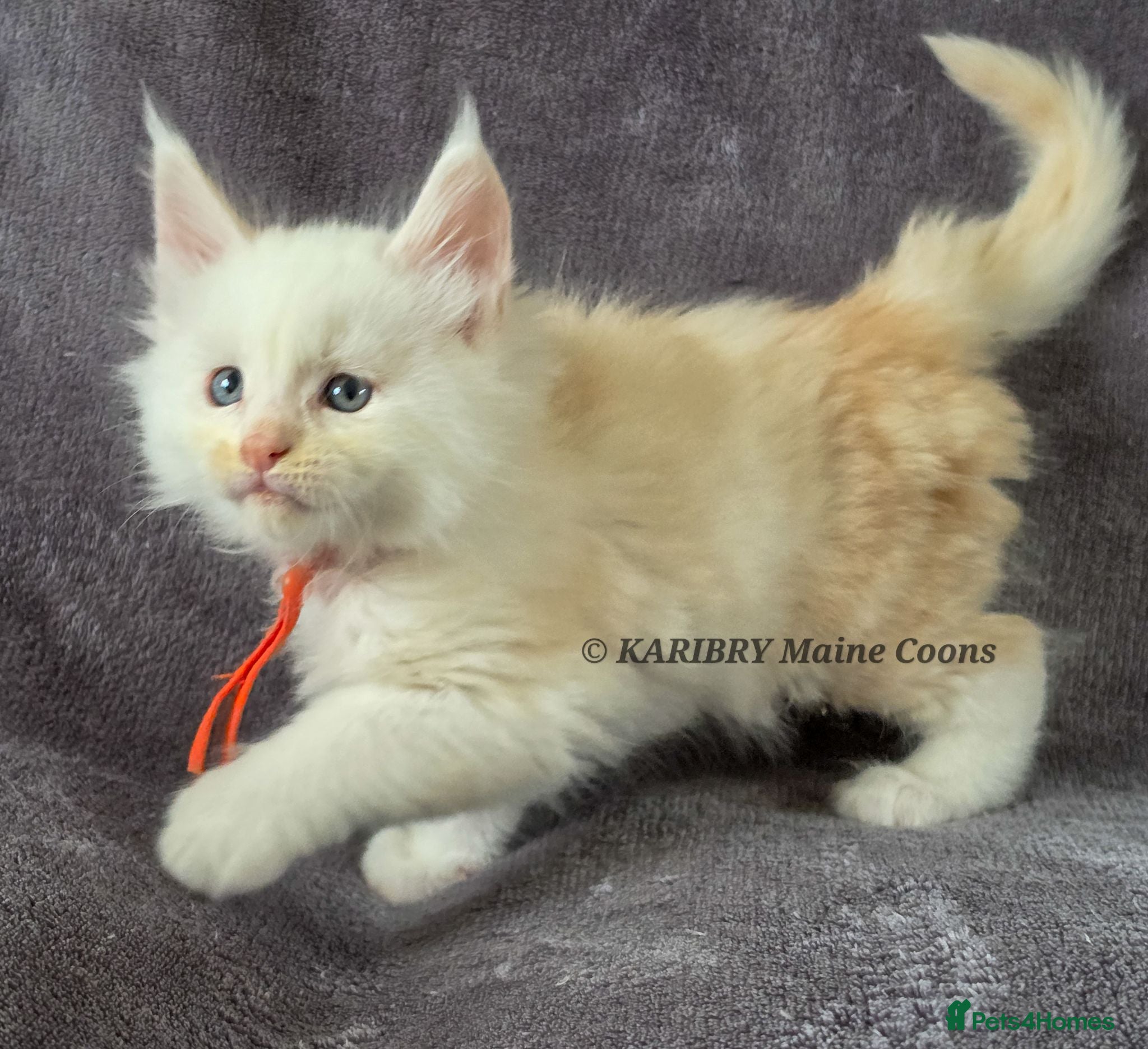 Maine Coon cats Red Shaded, large TICA registerd  - Advert 2